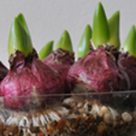 Grow flowering bulbs in a bowl