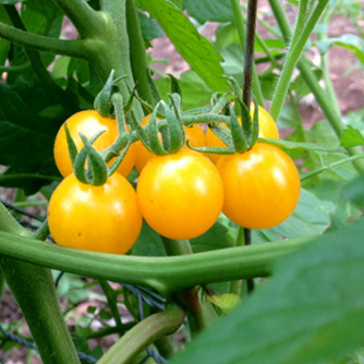 Bright yellow cherry tomatoes