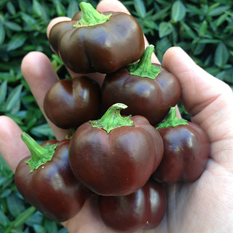 These mini chocolate coloured capsicum variety are very sweet tasting
