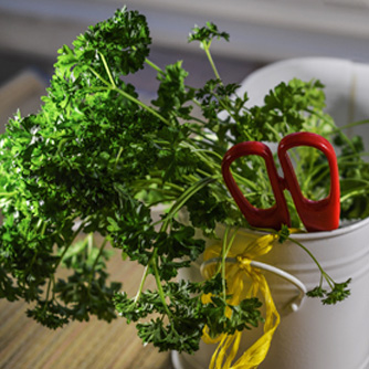 Freshly picked parsley