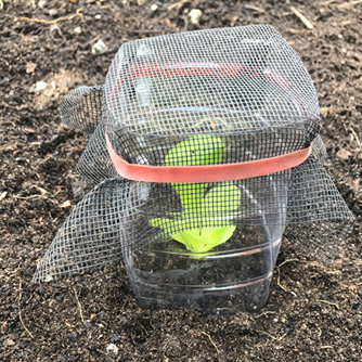 Seedling guards are quick and easy to make