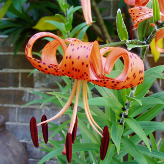 The spotted tiger lily with bulbils forming along the stem