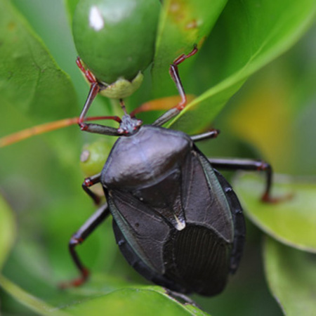 Adult bronze orange bug