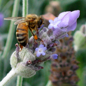 Bees adore lavender blooms
