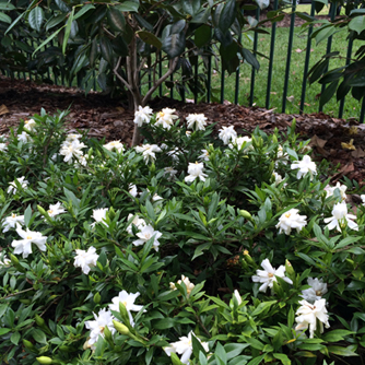 Groundcover gardenia 'Radicans' under a camellia