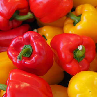 Red and yellow bell capsicums are left longer to ripen and taste sweeter
