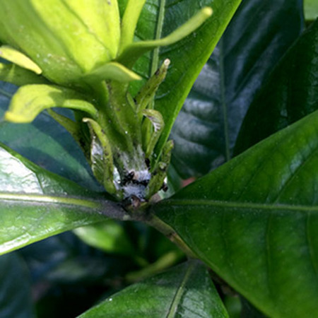 Mealybugs being farmed by ants on a gardenia