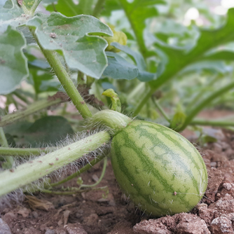 Growing watermelon