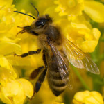 How To Attract Bees and Pollinators