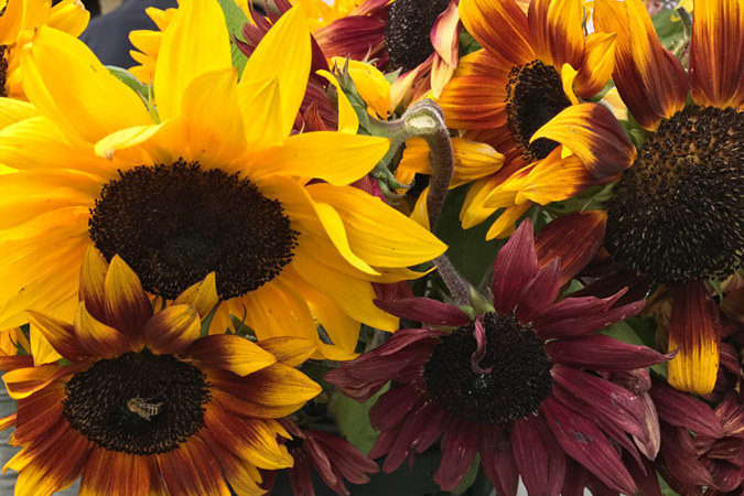 Sunflower diversity from Copsley Ornamentals