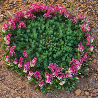 The impressive wreath Lechenaultia (L. macrantha) is unfortunately very difficult to grow in the home garden