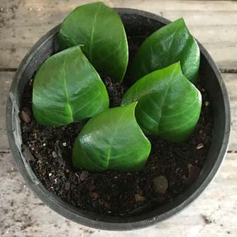 Zamioculcas cuttings ready to be covered with a clear plastic bag