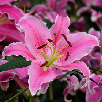 ايموجي مناظر طبيعية  - صفحة 2 Pink-oriental-lilium-lr