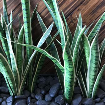 How To Grow Sansevieria - Eco Organic Garden
