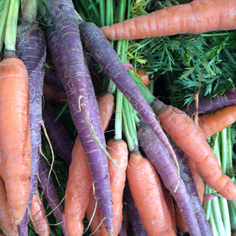 Purple and orange carrots