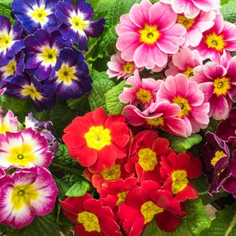 Brightly coloured polyanthus flowers
