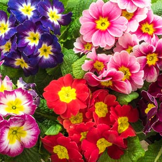 How to Grow Polyanthus Eco Organic Garden