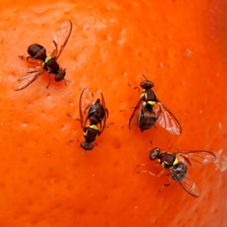 Queensland Fruit Fly stinging an orange