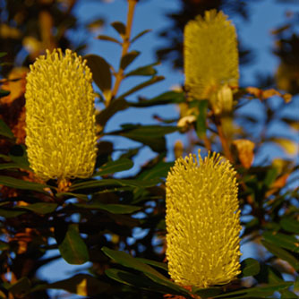 Coastal banksia (Banksia integrifolia)