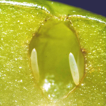 Fruit fly eggs in an apple