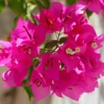 Bougainvilleas