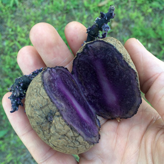 The unusual purple Sapphire potato