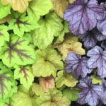 Heucheras and Tiarellas