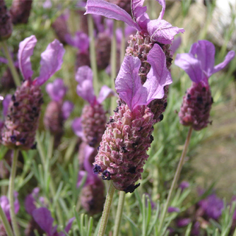Italian lavender with distinct "bunny ears" flower heads