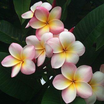 Soft pink, yellow and white frangipani flowers