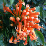 Orange Trumpet Vine