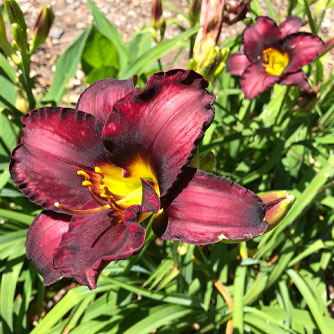 Many of the dark coloured daylilies have a velvety look to their petals