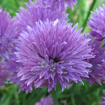 The edible chive flower will also attract bees