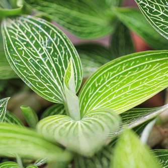 Look out for the Ludisia discolor with light green foliage