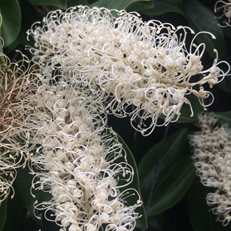 Close up of the ivory curl tree flowers