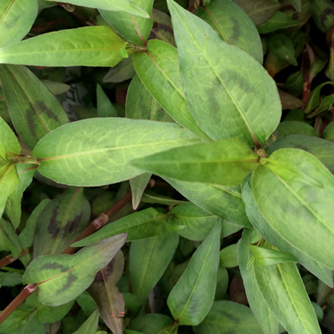 The spicy Vietnamese mint (Persicaria odorata)
