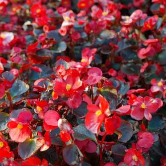 Bedding begonia with bronze foliage