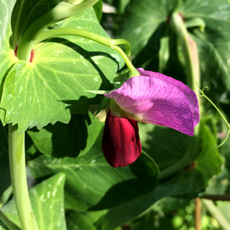 Snow pea flower