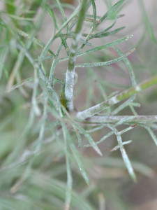 Cosmos foliage with powdery mildew