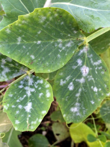 Pea leaves with powdery mildew