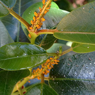 Aphids on dipladenia with honeydew building up on leaves (bottom right)