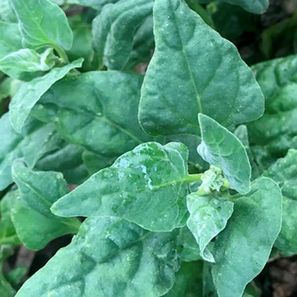 The succulent leaves of Warrigal greens