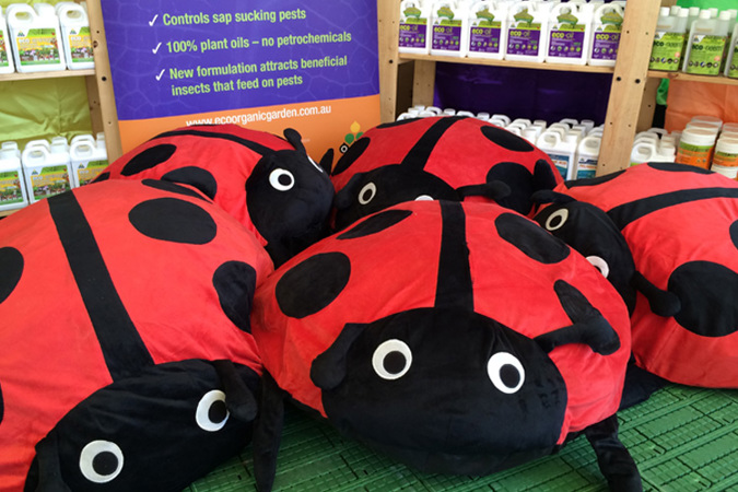 Our ladybeetles were busting to meet the crowd!