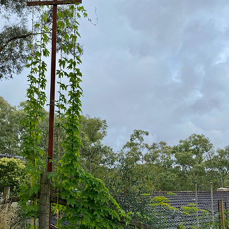 Hops on a small growing frame