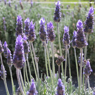 French lavender in flower