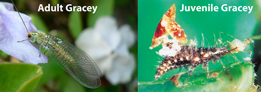 Gracey adult and juvenile (green lacewing)