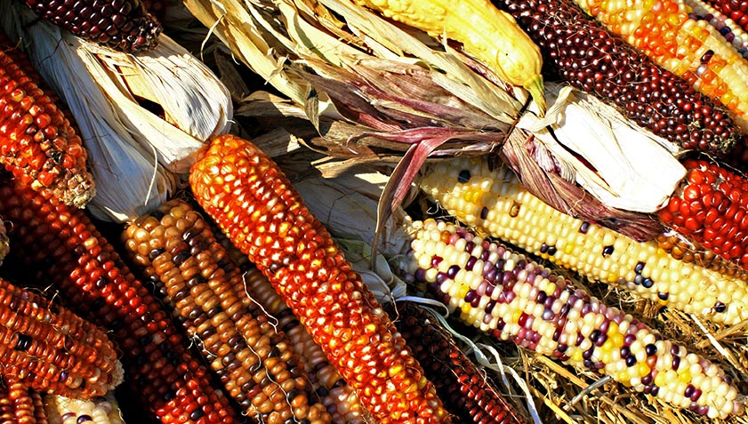 Unusual multi-coloured heirloom corn varieties are available from mail order seed companies