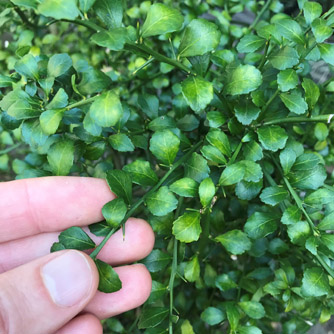 Finger limes have much smaller leaves compared to other citrus and plenty of little thorns