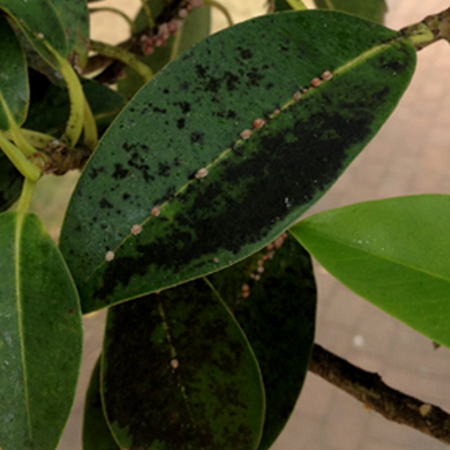 Sooty mould on fig leaves with scale along the middle