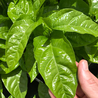 The lush foliage of the passionfruit vine