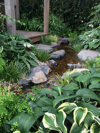 Amazing hostas in the display garden by Ben Harris Gardens